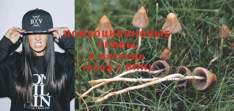 сколько стоит  Кашин  Галлюциногенные грибы Magic Shrooms 